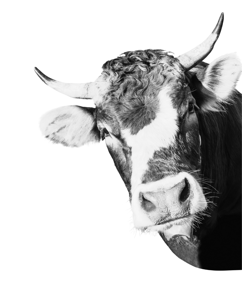 A black and white bull cutout representing strength and stability in Cincinnati digital marketing services.
